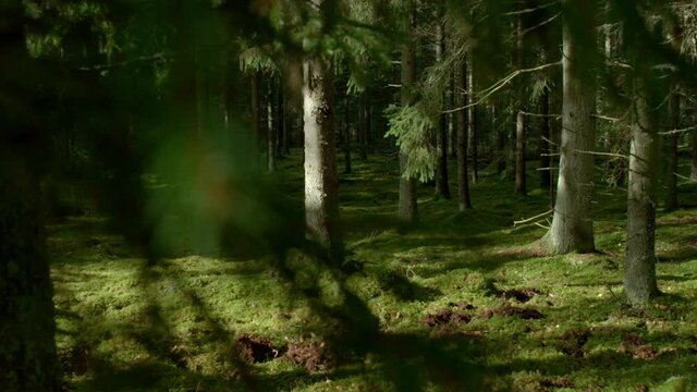 Magical nordic pinewood forrest sun rays