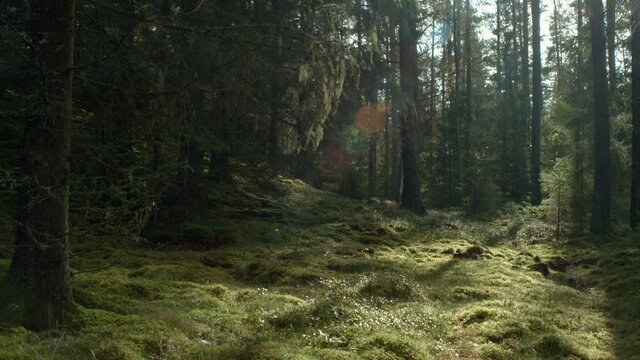 Fairytale forrest moss and pinewood