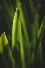 Hojas verdes y sombras negras Green leaf and black shadow shapes