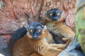 Madagascar black and brown lemurs close-up on a tree