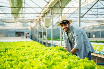 Portrait of young man farmer harvesting vegetables from hydroponics farm in morning.Hydroponics,Organic fresh harvested vegetables,Farmers working with hydroponic vegetable garden at greenhouse.