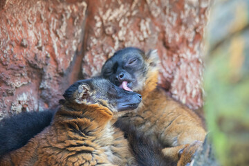 Madagascar black and brown lemurs close-up on a tree
