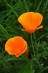 Fototapeta premium Bright Orange Tulip Flower in Bloom