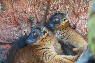 Madagascar black and brown lemurs close-up on a tree
