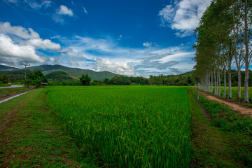 The close background of the green rice fields, the seedlings that are growing, are seen in rural areas as the main occupation of rice farmers who grow rice for sale or living.