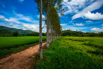 Fototapeta na wymiar The close background of the green rice fields, the seedlings that are growing, are seen in rural areas as the main occupation of rice farmers who grow rice for sale or living.