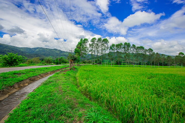 The close background of the green rice fields, the seedlings that are growing, are seen in rural areas as the main occupation of rice farmers who grow rice for sale or living.