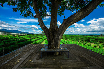 The natural background of the tea plantation and the bright sky surrounding it, the blur of sunlight hitting the leaves and the cool breeze blowing.