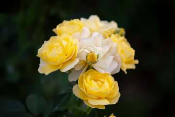 バラ　花名「ゴールデンボーダー」　系統「ランドスケープ」　作出「フランス　メイアン」　花色「黄色」