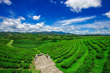 The natural background of the tea plantation and the bright sky surrounding it, the blur of sunlight hitting the leaves and the cool breeze blowing.