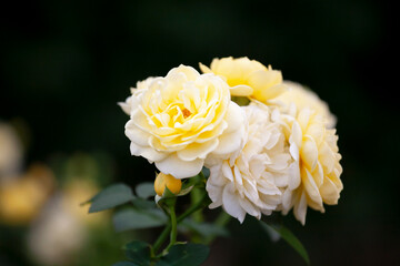 バラ　花名「ゴールデンボーダー」　系統「ランドスケープ」　作出「フランス　メイアン」　花色「黄色」