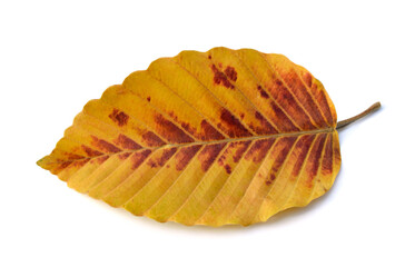 Autumn beech leaf isolated on white background