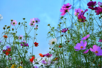 コスモス