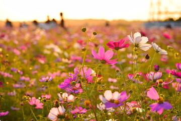 コスモス畑