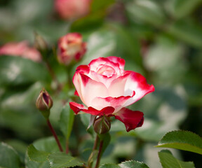 バラ　花名「ダブルデライト」　系統「ハイブリッドテイー」　作出「アメリカ」　花色「クリーム色に赤の斑入り」