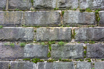 Fototapeta premium Rusty stone wall green texture background. Pattern and texture background of old stone wall covered with clumps of green moss