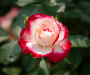 バラ　花名「ダブルデライト」　系統「ハイブリッドテイー」　作出「アメリカ」　花色「クリーム色に赤の斑入り」