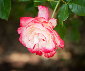 バラ　花名「ダブルデライト」　系統「ハイブリッドテイー」　作出「アメリカ」　花色「クリーム色に赤の斑入り」