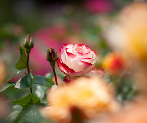 バラ　花名「ダブルデライト」　系統「ハイブリッドテイー」　作出「アメリカ」　花色「クリーム色に赤の斑入り」