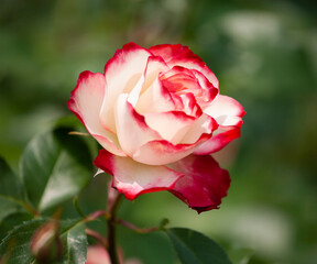バラ　花名「ダブルデライト」　系統「ハイブリッドテイー」　作出「アメリカ」　花色「クリーム色に赤の斑入り」