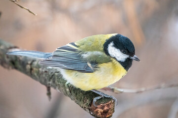 Cute bird Great tit, songbird sitting on a branch without leaves in the autumn or winter.