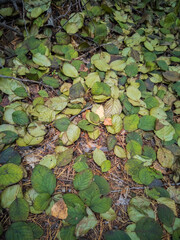 Autumn background of fallen green leaves on the ground