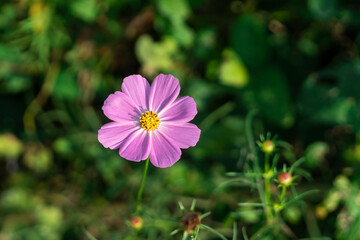 가을 코스모스 풍경 이미지