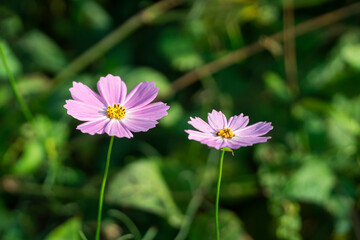 가을 코스모스 풍경 이미지