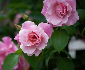 バラ　花名「スパニッシュビューテイ」　系統「LCI」　作出「スペイン」　花色「うすピンク」