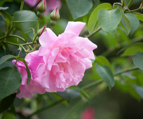 バラ　花名「スパニッシュビューテイ」　系統「LCI」　作出「スペイン」　花色「うすピンク」