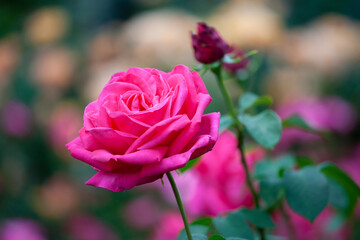 バラ　花名「マリアカラス」　系統「ハイブリッドテイー」　作出「フランス　メイアン」　花色「ローズ」