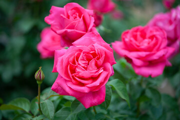 バラ　花名「マリアカラス」　系統「ハイブリッドテイー」　作出「フランス　メイアン」　花色「ローズ」