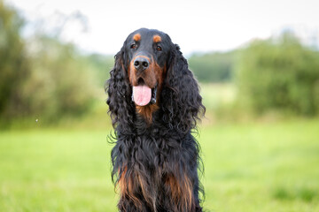 Portrait of an adult Setter-Gordon against the background of green fields. 