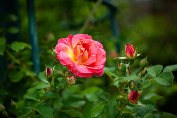 バラ　花名「春風」　系統「クライミングローズ」　作出「日本」　花色「うすむらさき」