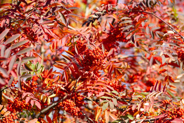 red autumn leaves