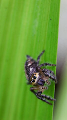 vertical macro shot of a golden-brown jumping spider standing on a green leaf ready to jump while looking at the camera during daytime