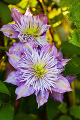 Beautiful colorful blue and lilac clematis flowers climbing on a tree branch in the garden.