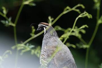 Californian Quail Beautiful Portrait