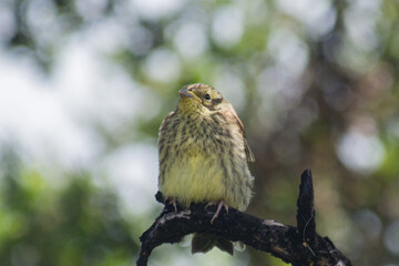 Yellowhammer Adorable Chick Baby perches waiting for parents