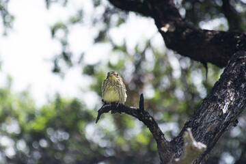 Yellowhammer Adorable Chick Baby perches on a native tree
