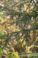 Arboles colores coloridos Tree colours green, yellow, bown verde, amarillo y marrón 
