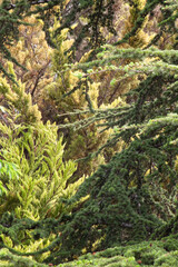 Fototapeta premium Arboles colores coloridos Tree colours green, yellow, bown verde, amarillo y marrón 