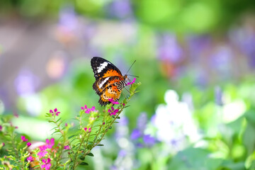 Single butterfly drinking nectar from flower in garden background