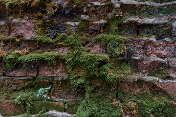 Old crumbling red brick wall covered with moss.