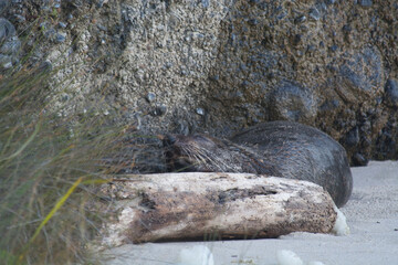 Sleeping Young New Zealand Fur Seal Camouflaging into the rocks