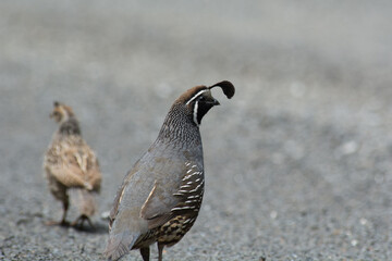 Californian Quail and chick