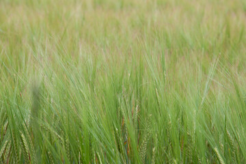 Césped verde y amarillo naturaleza Green and yellow grass nature 