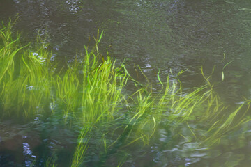 a thicket of aquatic plants meanders in the river
