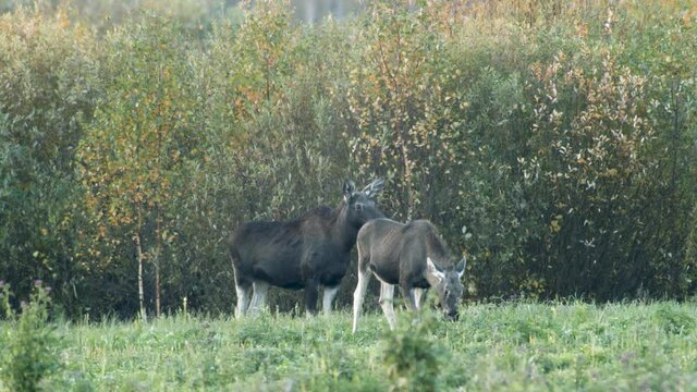 Wild little moose eating grass  in meadow evening dusk