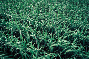 Fototapeta na wymiar Aerial view of sugarcane plants growing at field